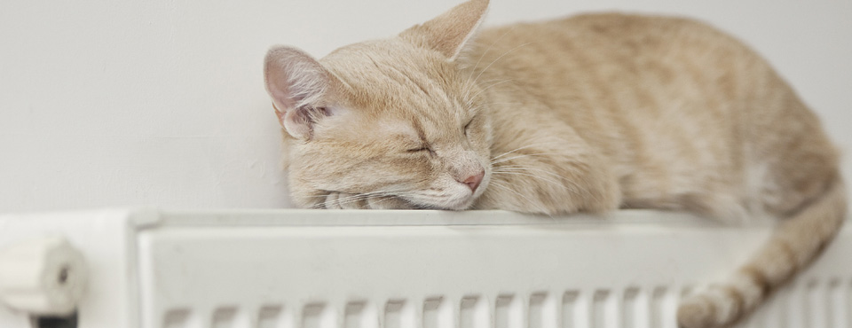 Cat warming up on a radiator